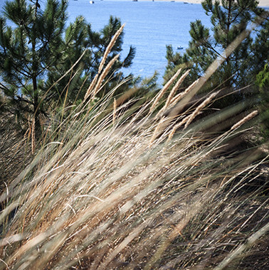 Duna de hierba del Pilat ©D.Remazeilles (Gironda Turismo)