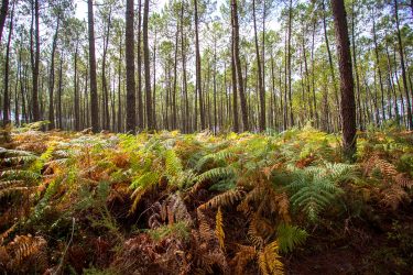 Lâcher prise au coeur du Parc des Landes de Gascogne