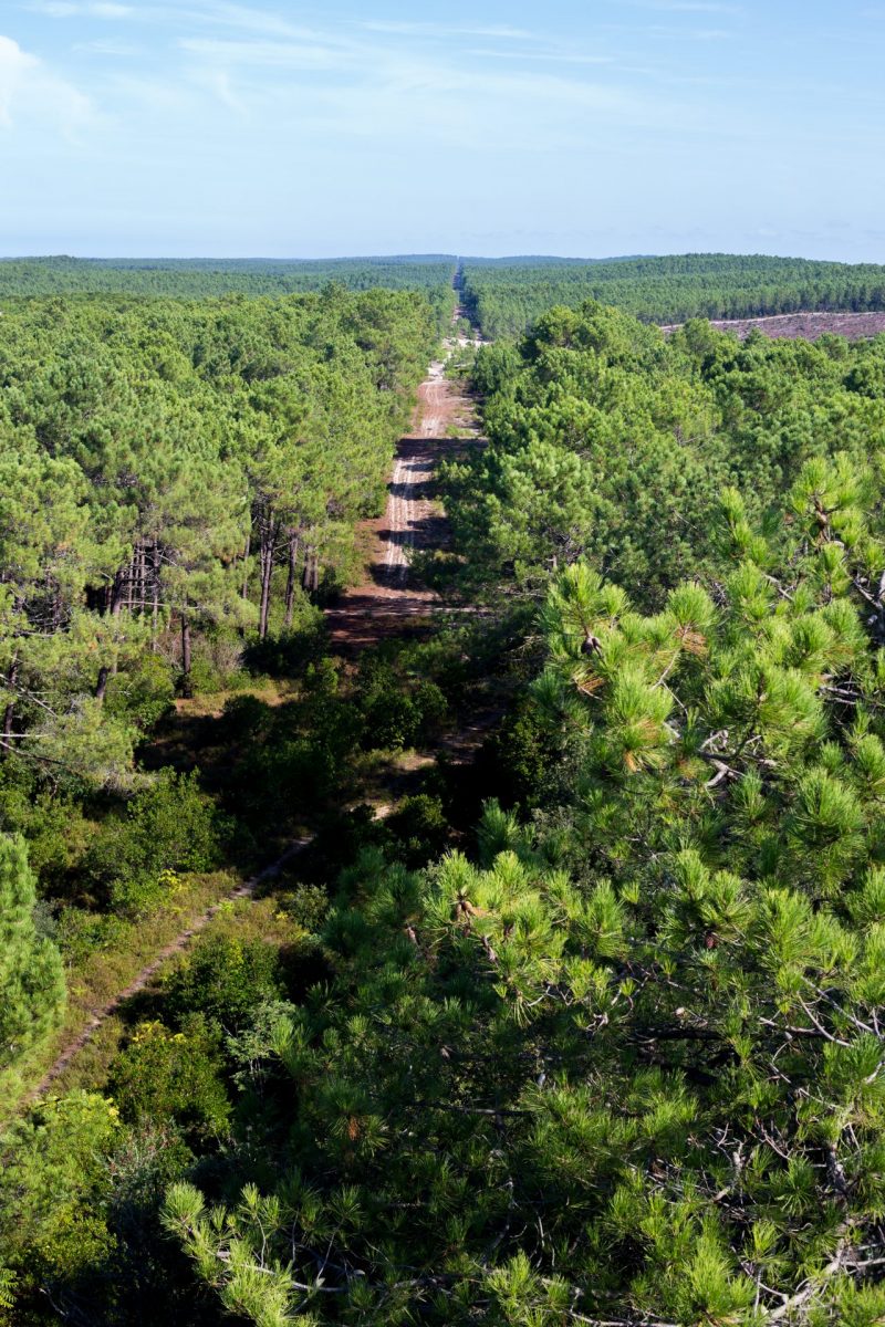 Foret Médoc