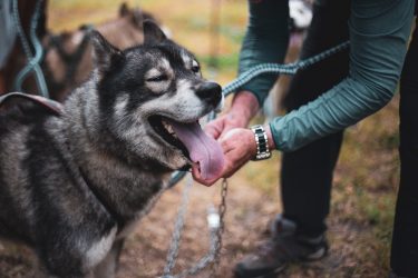 J’ai testé pour vous la cani-rando