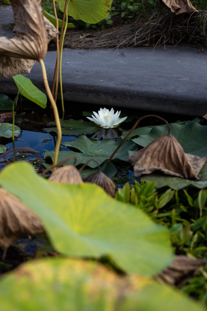 parcs et jardins gironde