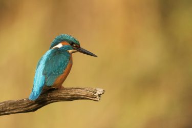 Balade à Terres d&rsquo;Oiseaux