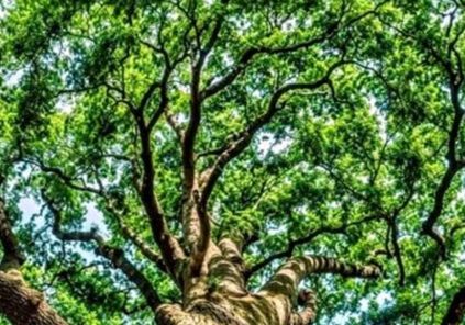 Bain de forêt