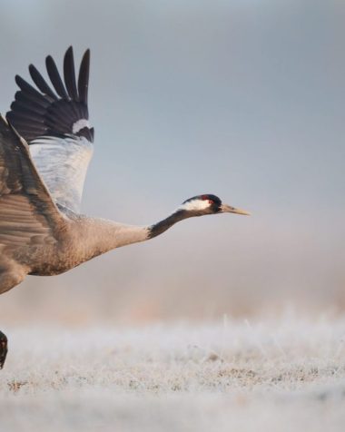 Les grues cendrées en Gironde