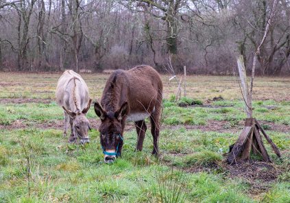 Wandelingen met ezels met Laurie Jayet (Naviac-boerderij)