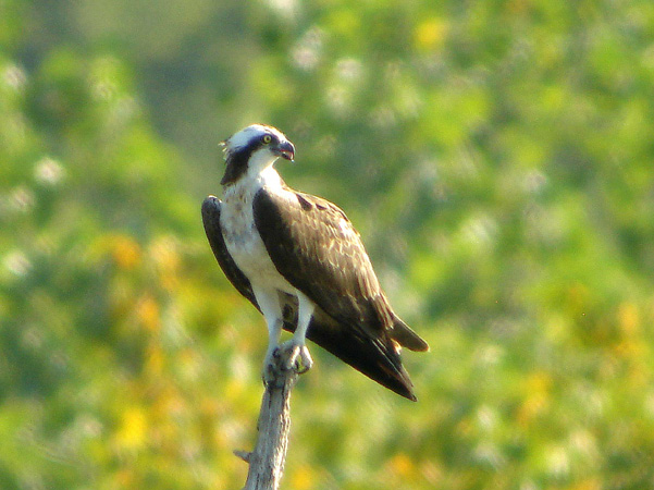 Osprey on its resting place in spring