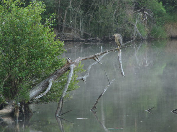 Night herons are easily observed at dusk on the Contaut lagoon