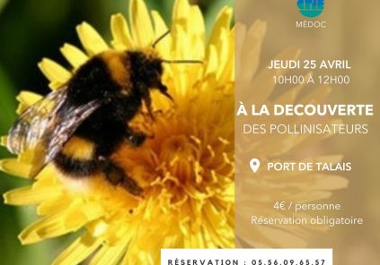 A la découverte des pollinisateurs (sur réservation)