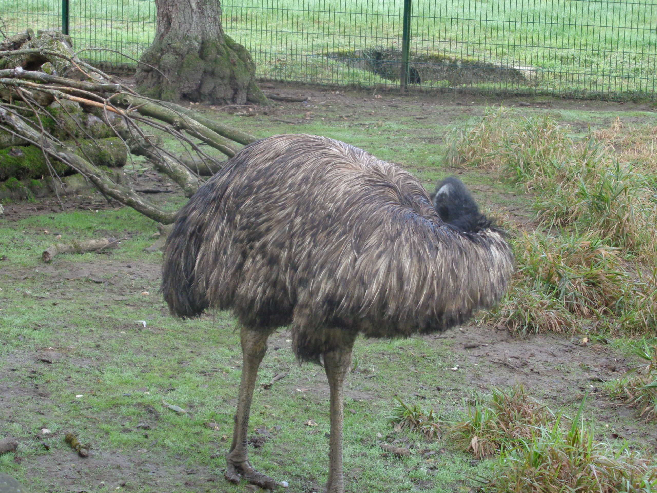 Balade à roulettes : Le parc Canivenc ou Moulineau