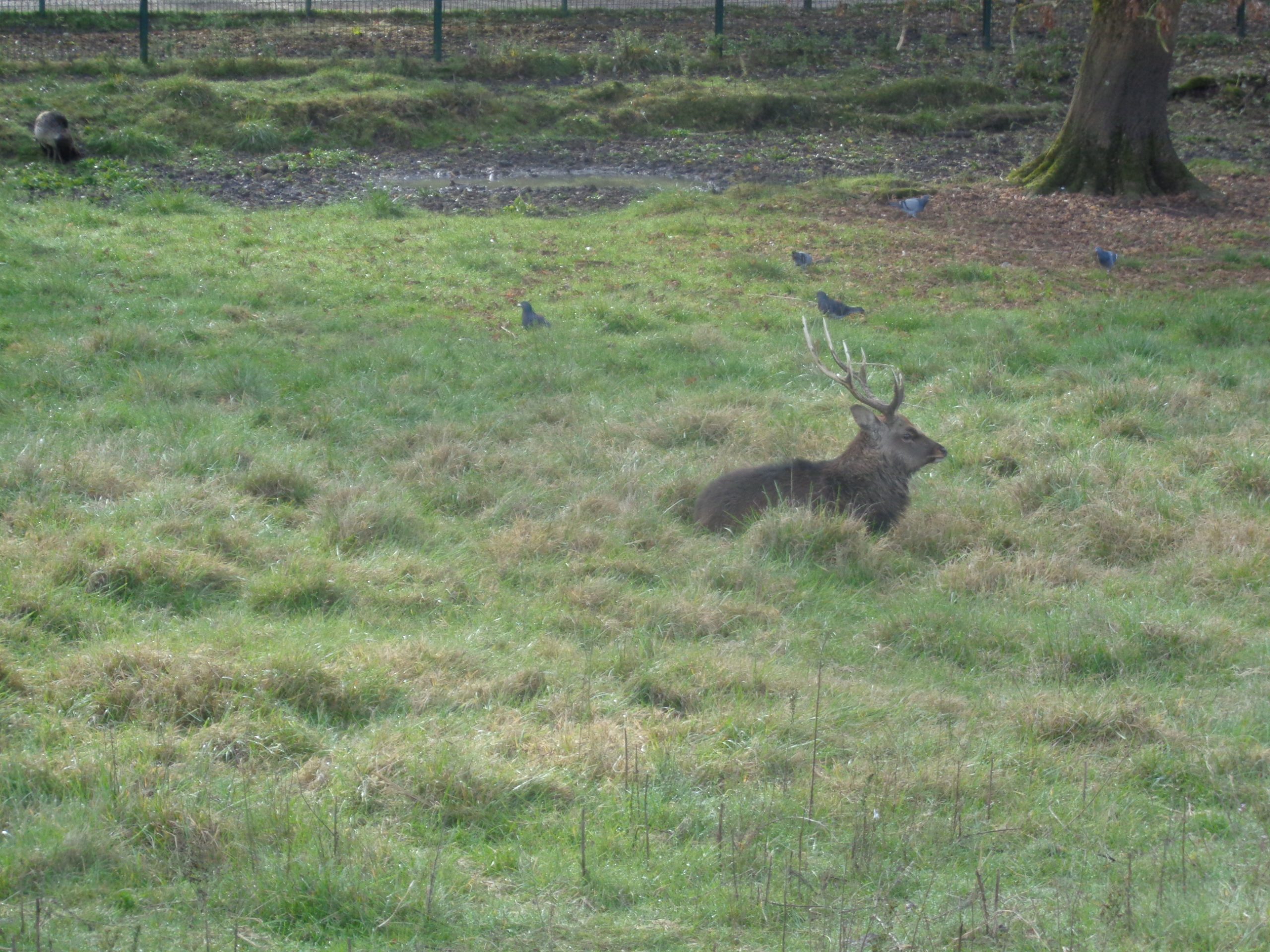 Balade à roulettes : Le parc Canivenc ou Moulineau