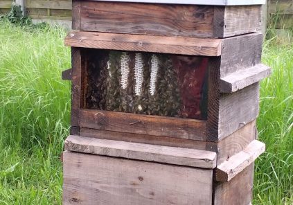 Bezoek aan een bijenstal en zijn honinghuis