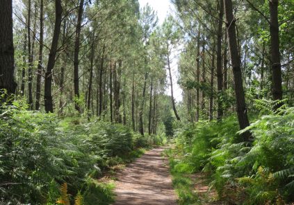 Balade à roulettes – Corbiac, la forêt de Saint Médard en Jalles (1)