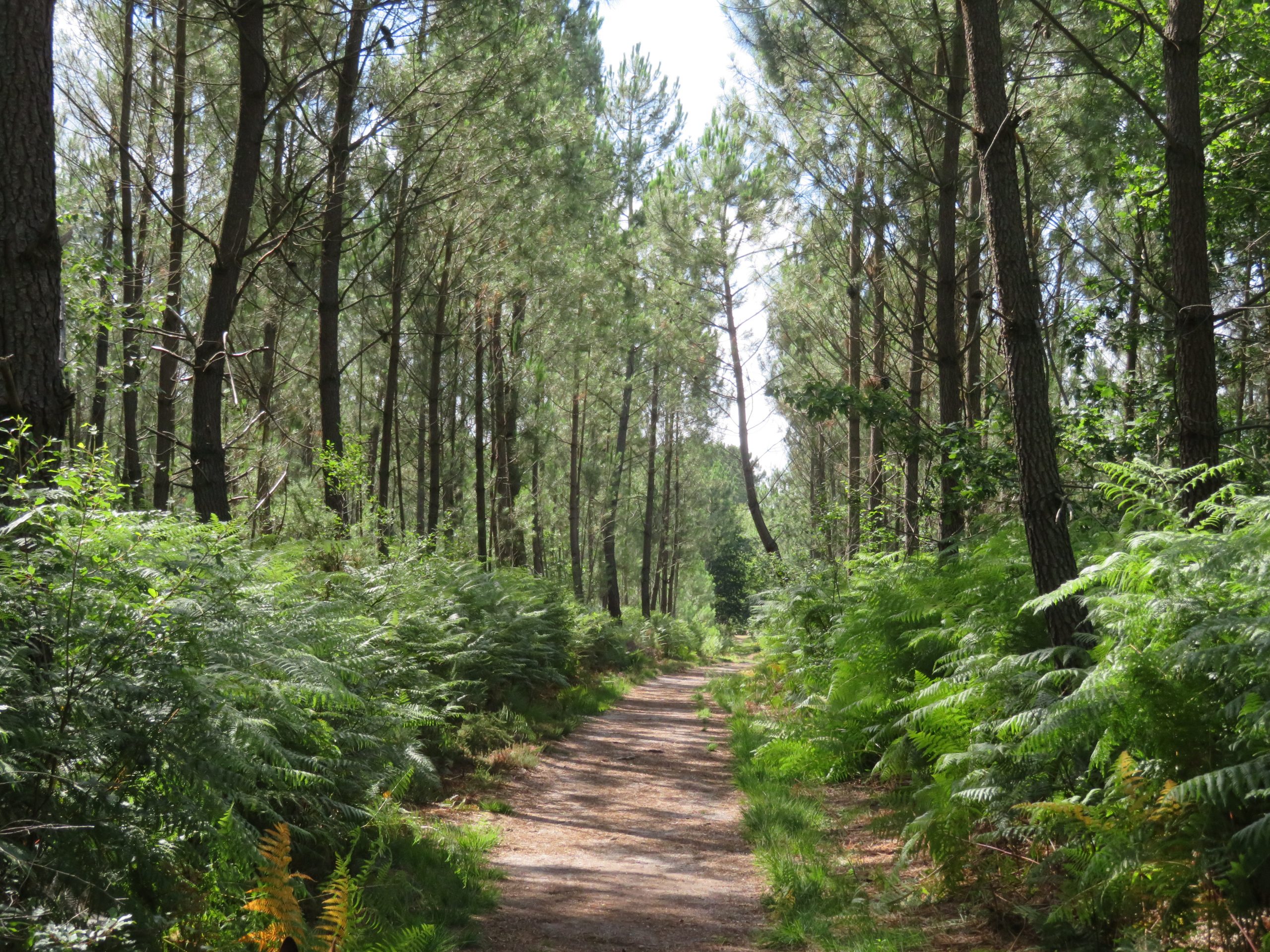 Balade à roulettes – Corbiac, la forêt de Saint Médard en Jalles (1)