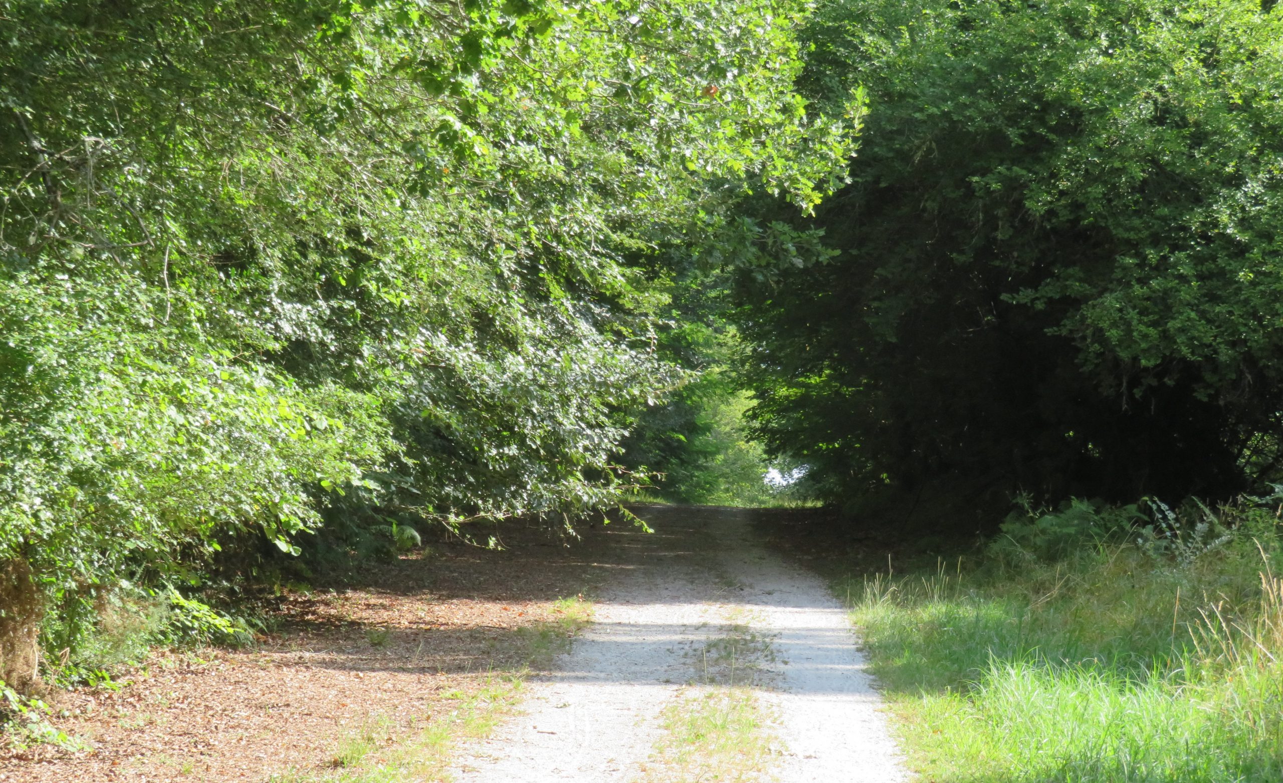 Balade à roulettes : Isaac, forêt de Saint-Médard-en-Jalles – Impraticable