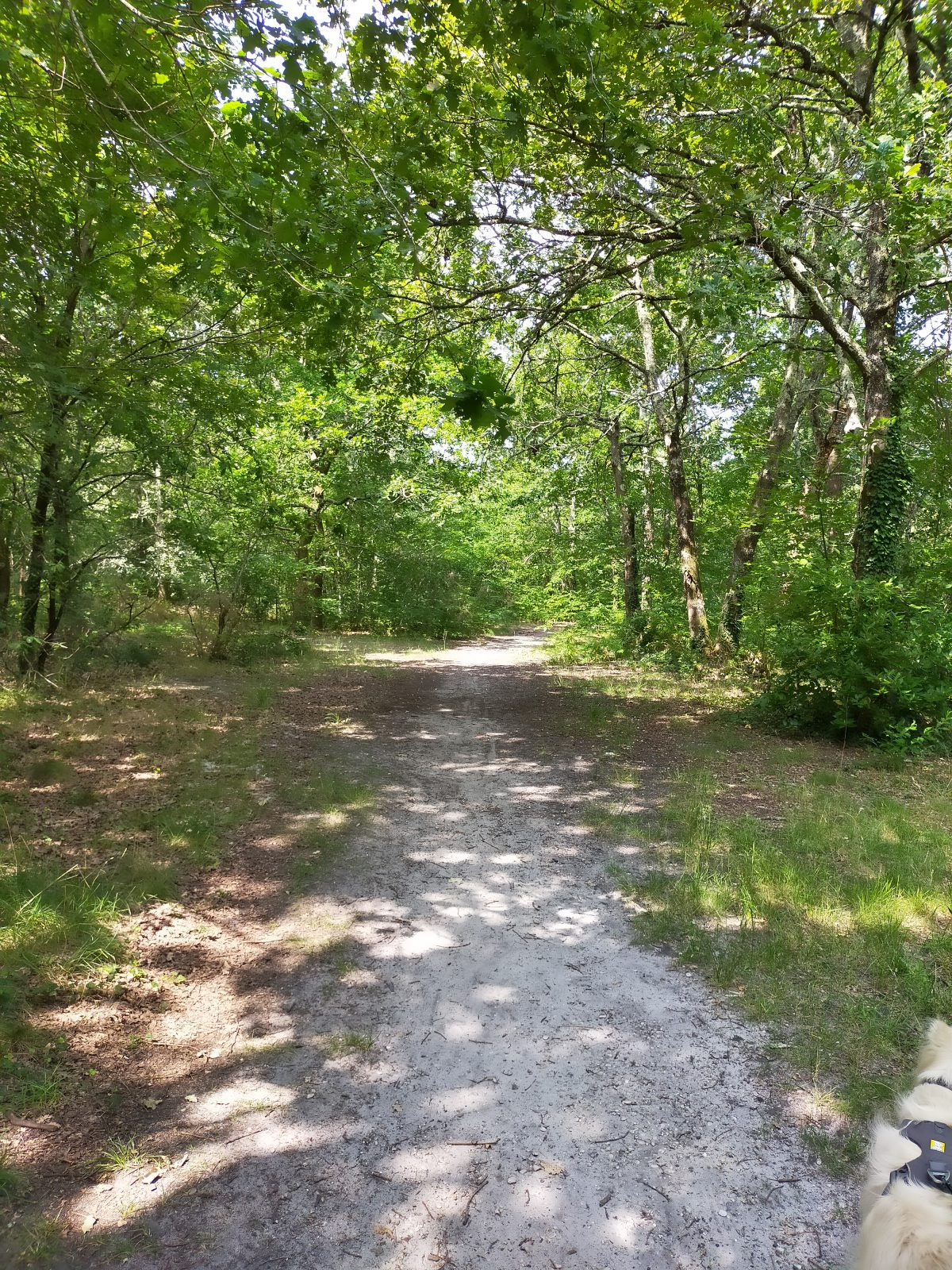 Balade à roulettes : Corbiac, forêt de Saint-Médard-en-Jalles 2 – Impraticable