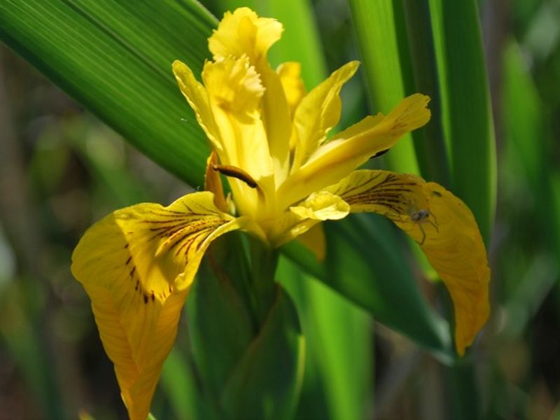 Iris (800×600)