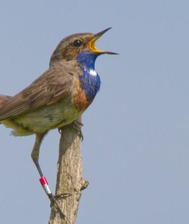 Terres d&rsquo;Oiseaux