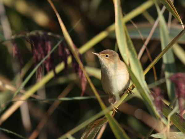 The warbler is common in the marshes of the reserve