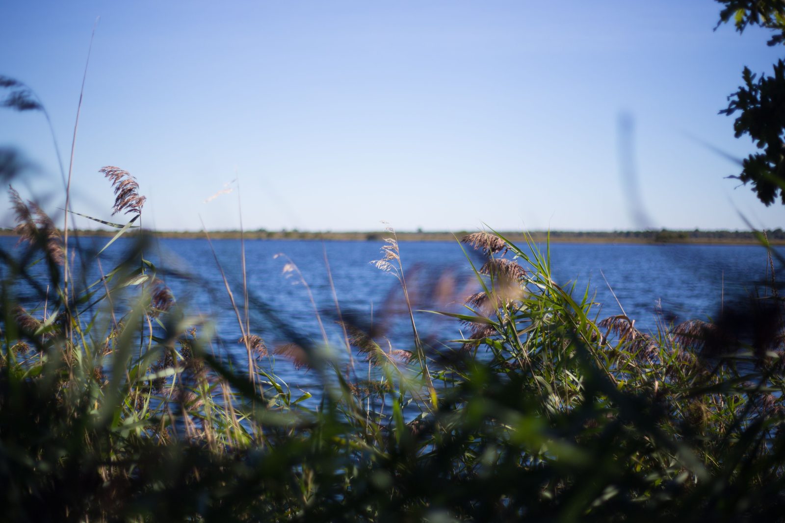 Le sentier de la Réserve Naturelle de l’étang de Cousseau