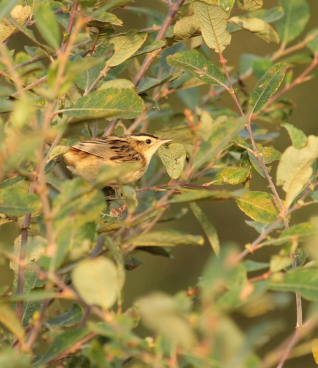 The rare Aquatic Warbler uses the reedbeds of the Palu de Molua as a migratory stopover