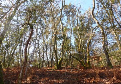 The Oak Trail – Hourtin Nature Reserve