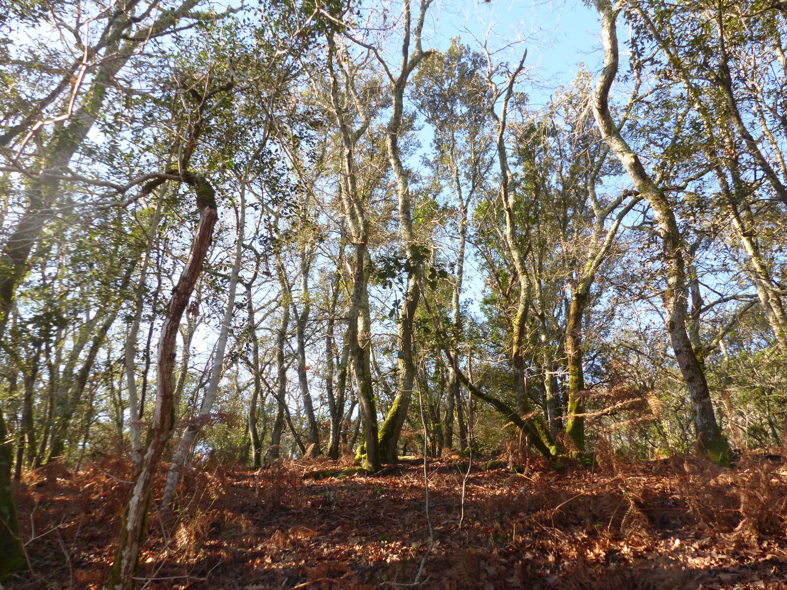Der Eichenpfad – Naturschutzgebiet Hourtin