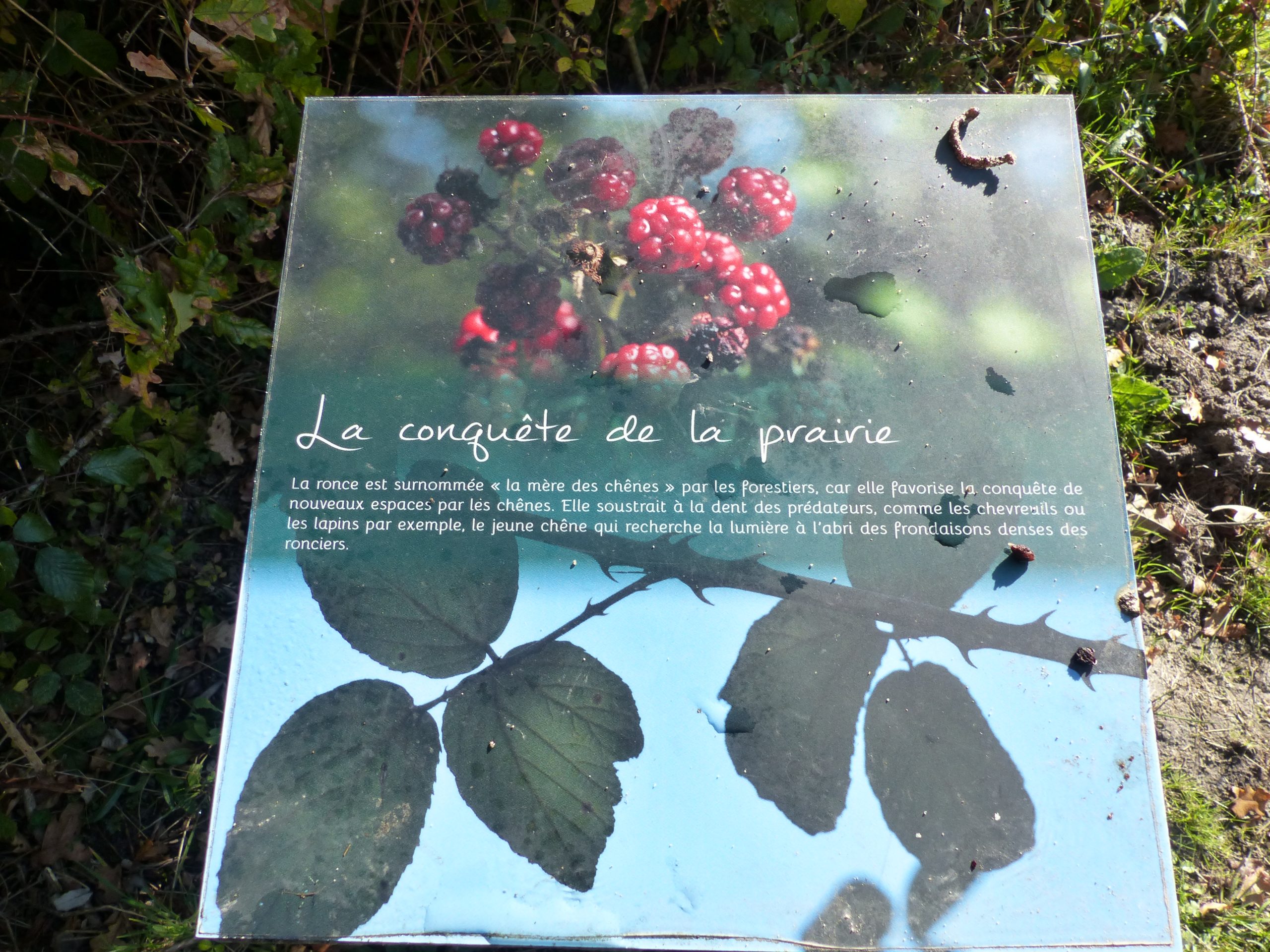 Le sentier du Marais du Gua