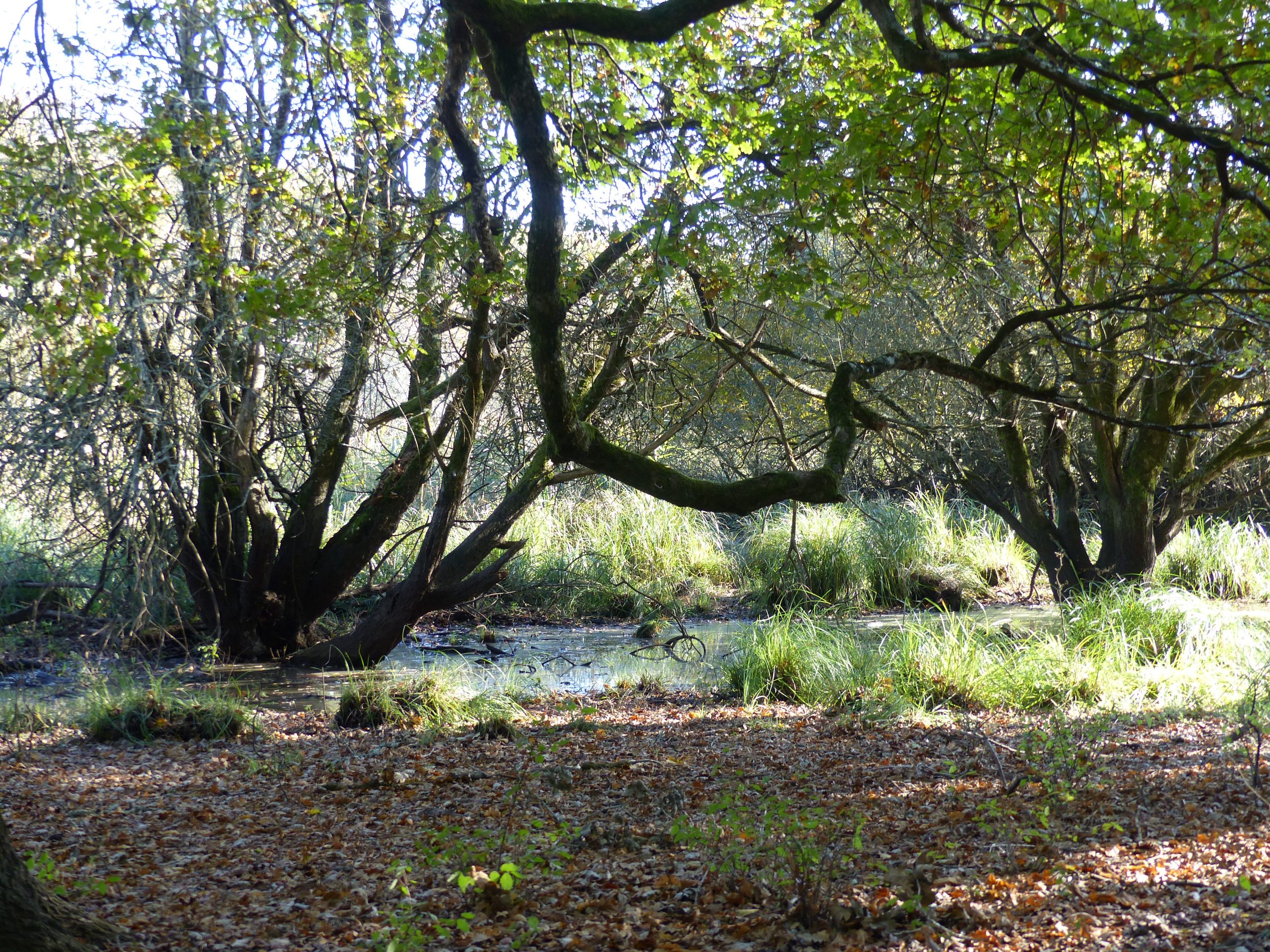 Le sentier du Marais du Gua