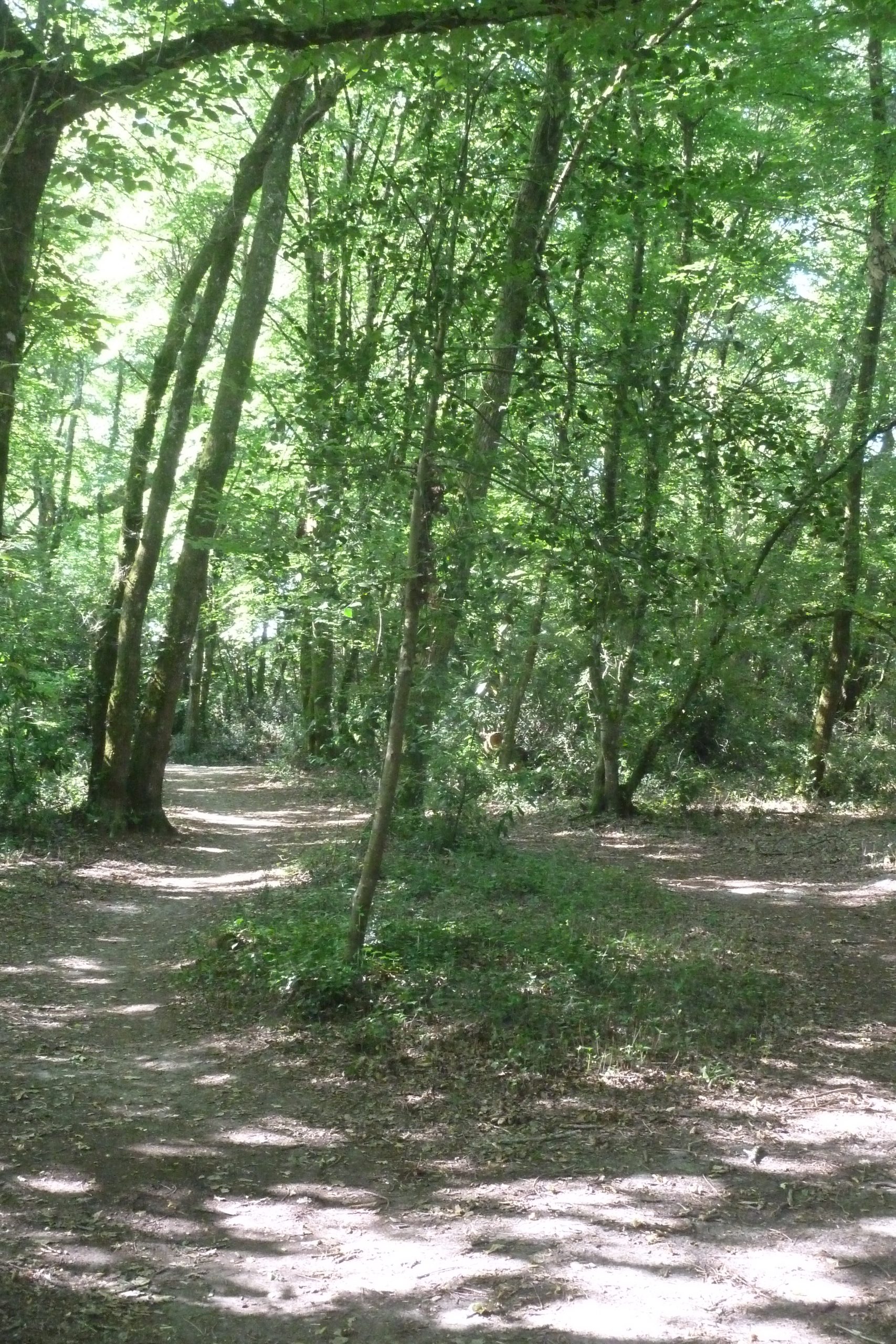 Balade à roulettes : Bois de Laburthe – Impraticable