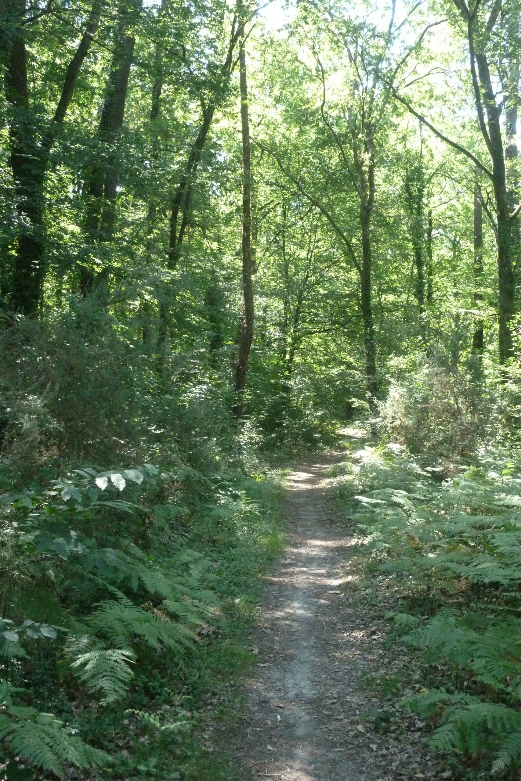Balade à roulettes : Bois de Laburthe – Impraticable