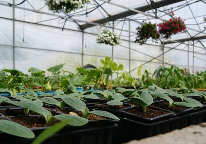 Les Jardins de Samba