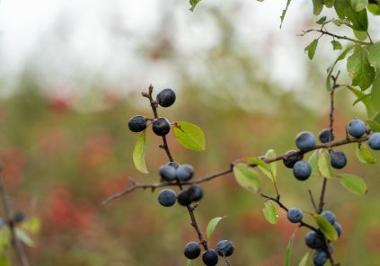Exploration botanique : alliances cachées des plantes et des animaux