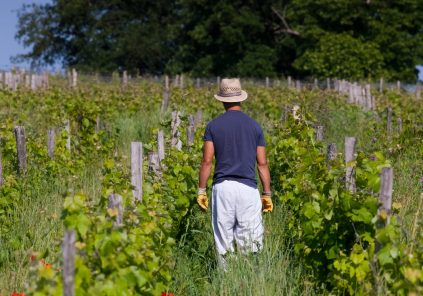 Wandeling in de wijngaard