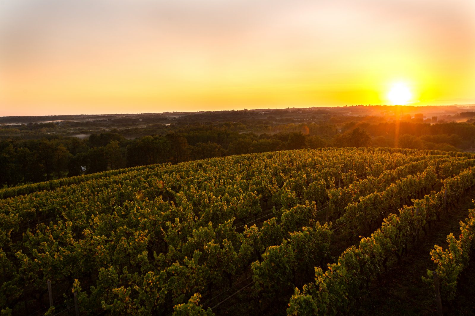Geweldige lus in het hart van de wijngaard van Sauternes