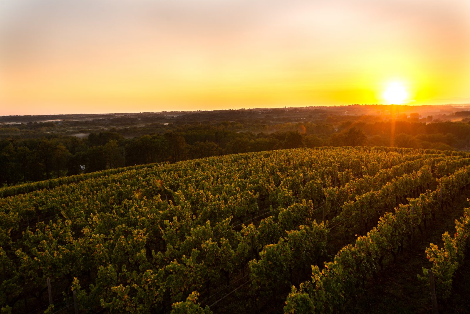 Grande boucle au coeur du vignoble de Sauternes