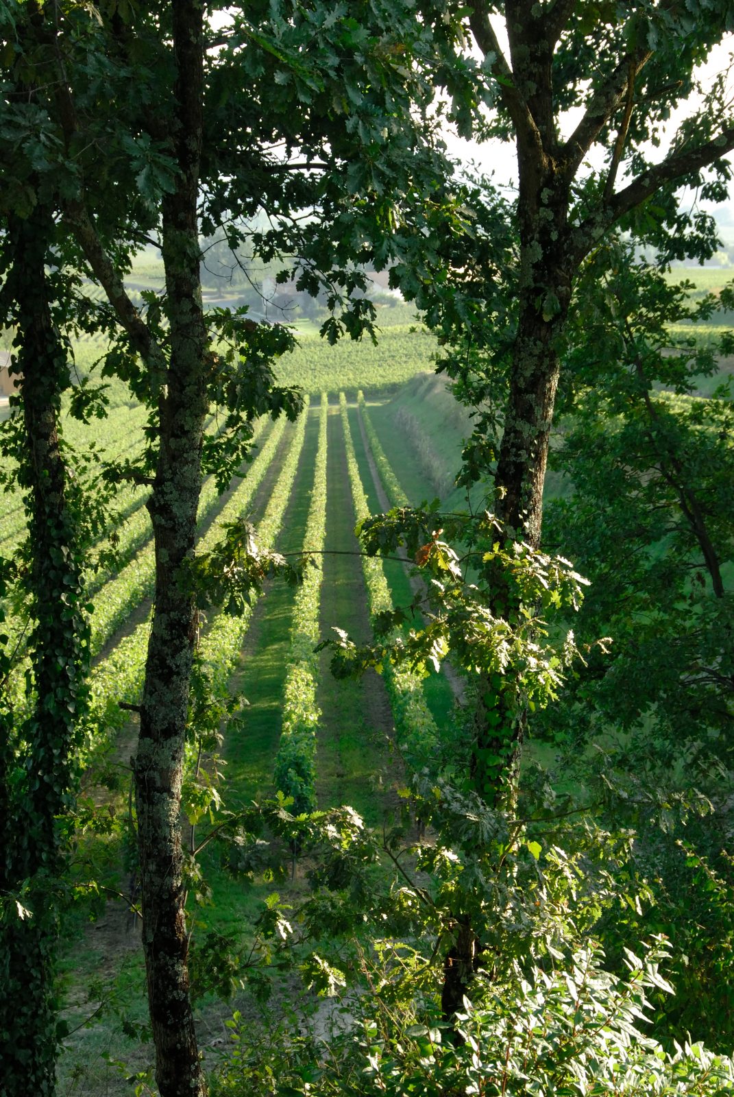 Boucle pédestre : A la croisée des appellations