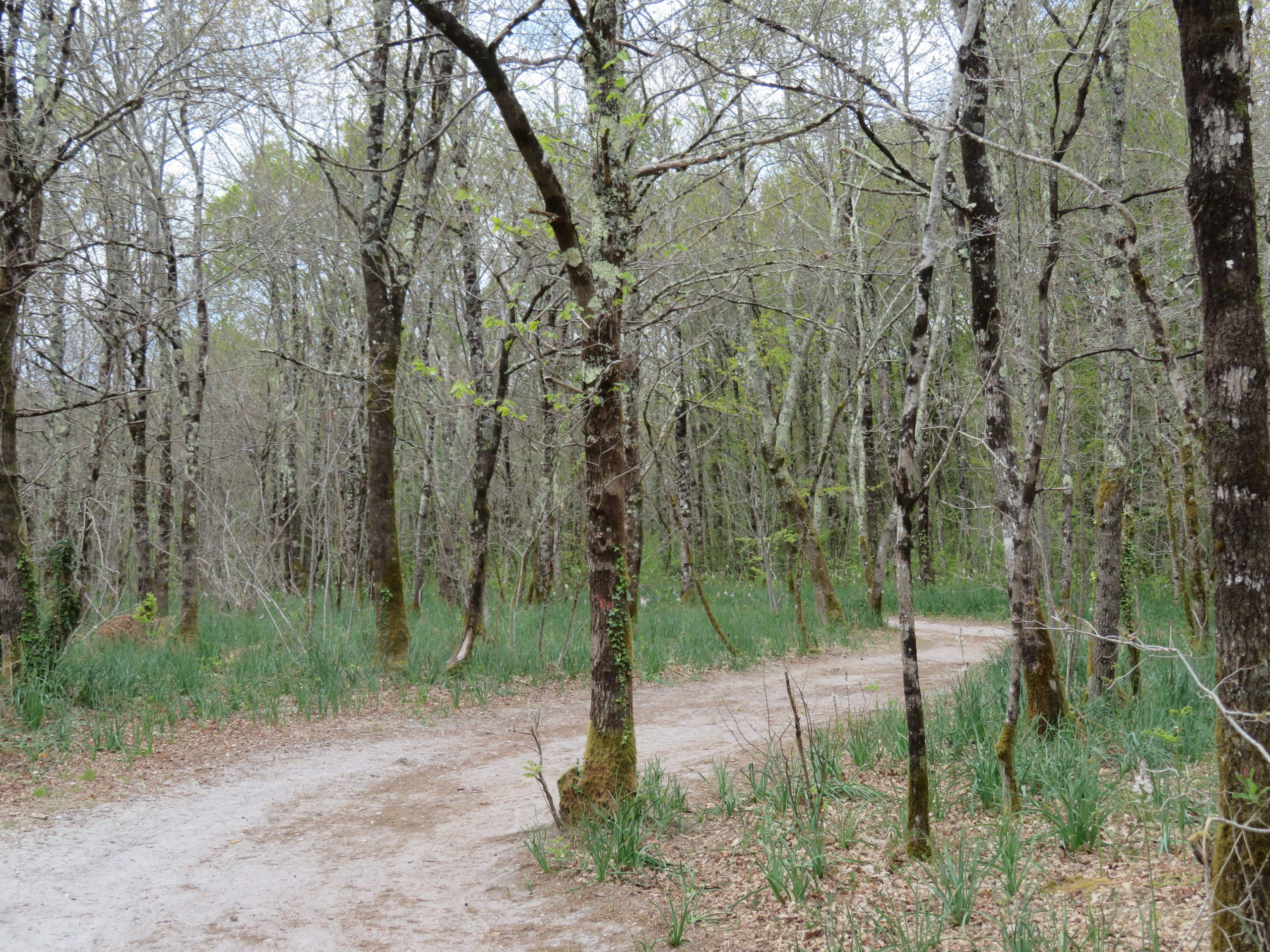 Balade à roulettes : La forêt du Taillan 2 – Impraticable