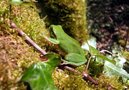 À la découverte des amphibiens des landes girondines