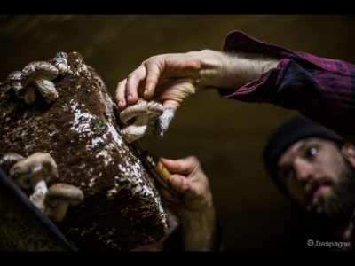 Ici, nos savoir-faire – visite des Champis de l&rsquo;Antre deux Mers