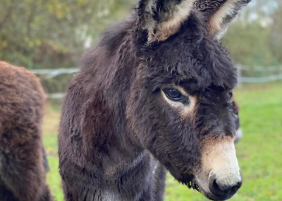 Portes ouvertes Fronsac – Canon Fronsac – la balade au pas de l&rsquo;âne